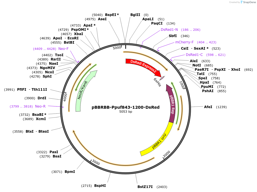 50962-plasmid-map-sequence-id-76813