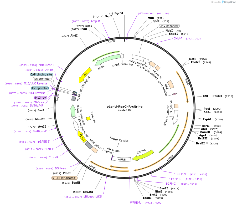 50956-plasmid-map-sequence-id-76817