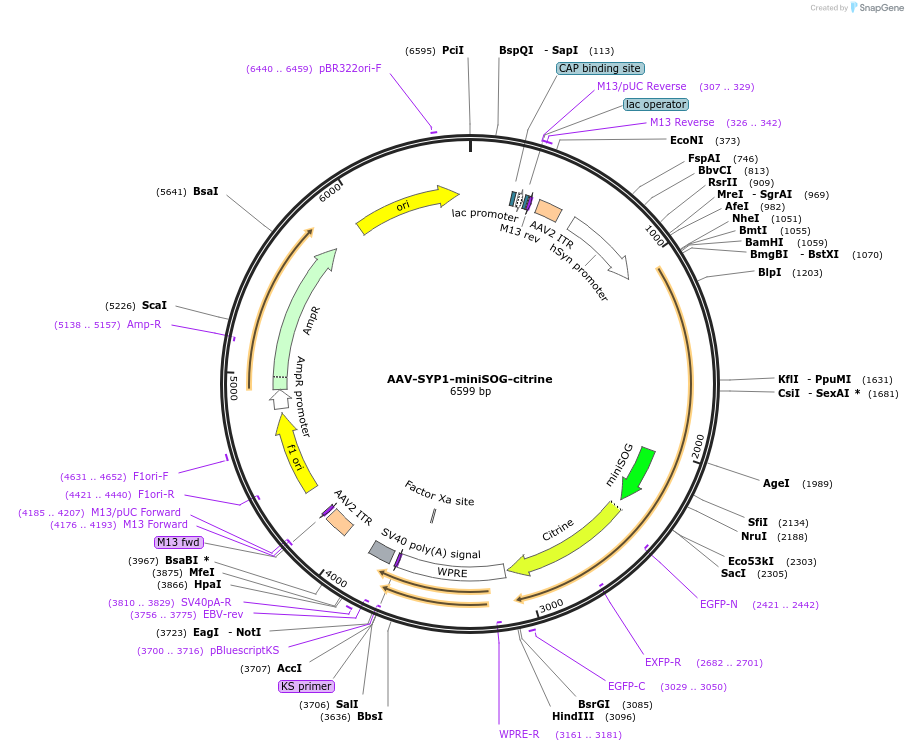 50971-plasmid-map-sequence-id-76819