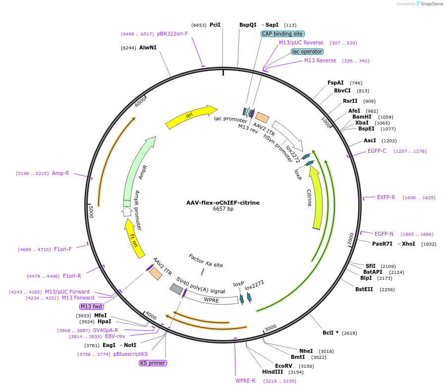 50973-plasmid-map-sequence-id-76822