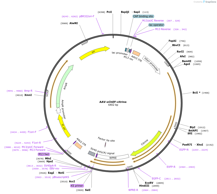 50975-plasmid-map-sequence-id-76824