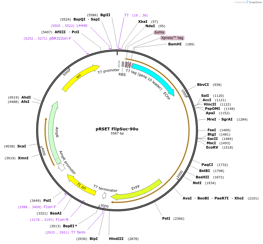 13558-plasmid-map-sequence-id-7683