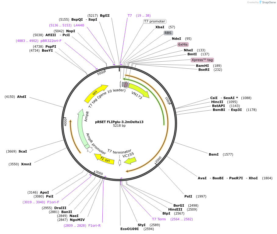 13560-plasmid-map-sequence-id-7685