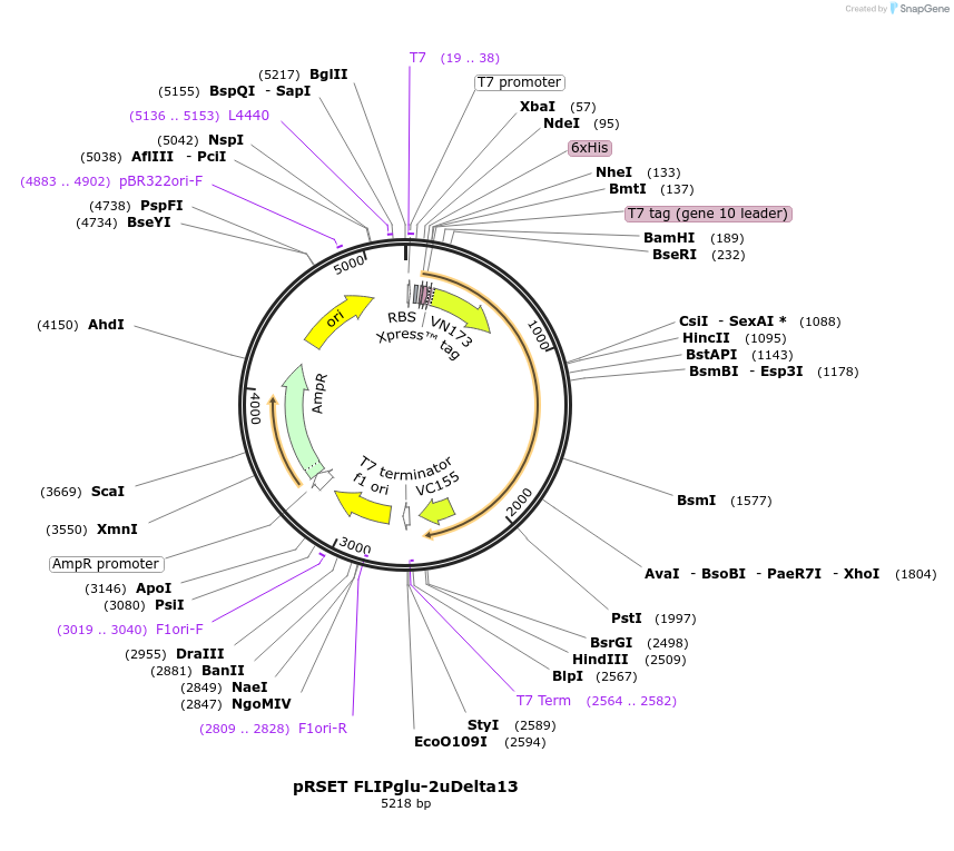 13561-plasmid-map-sequence-id-7686