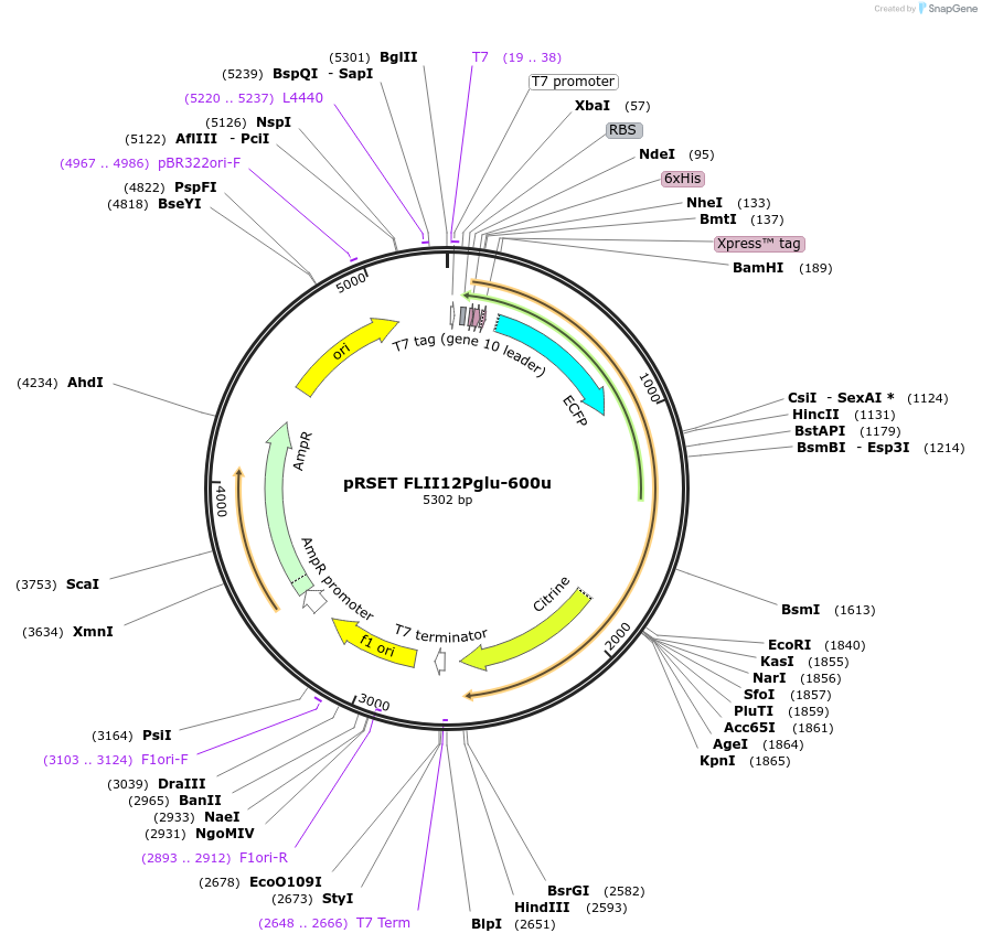 13563-plasmid-map-sequence-id-7688