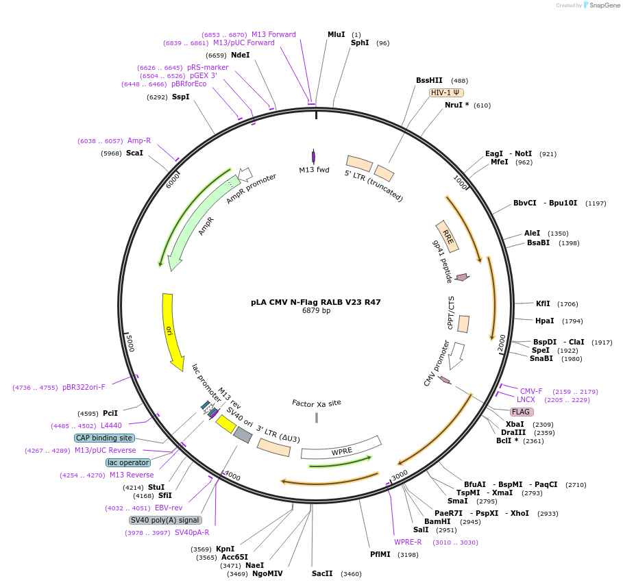 50983-plasmid-map-sequence-id-76898