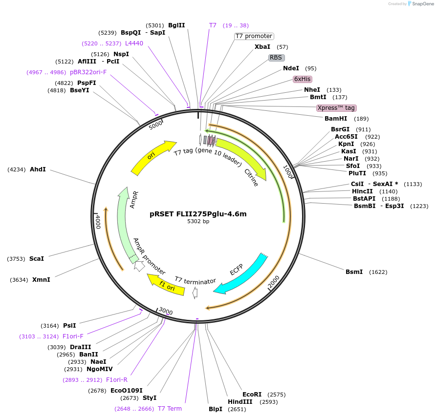 13565-plasmid-map-sequence-id-7690