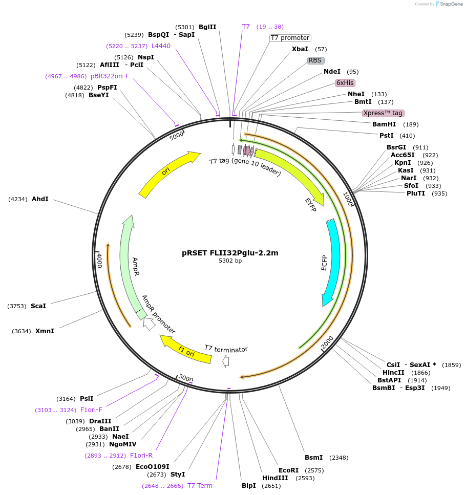 13566-plasmid-map-sequence-id-7691