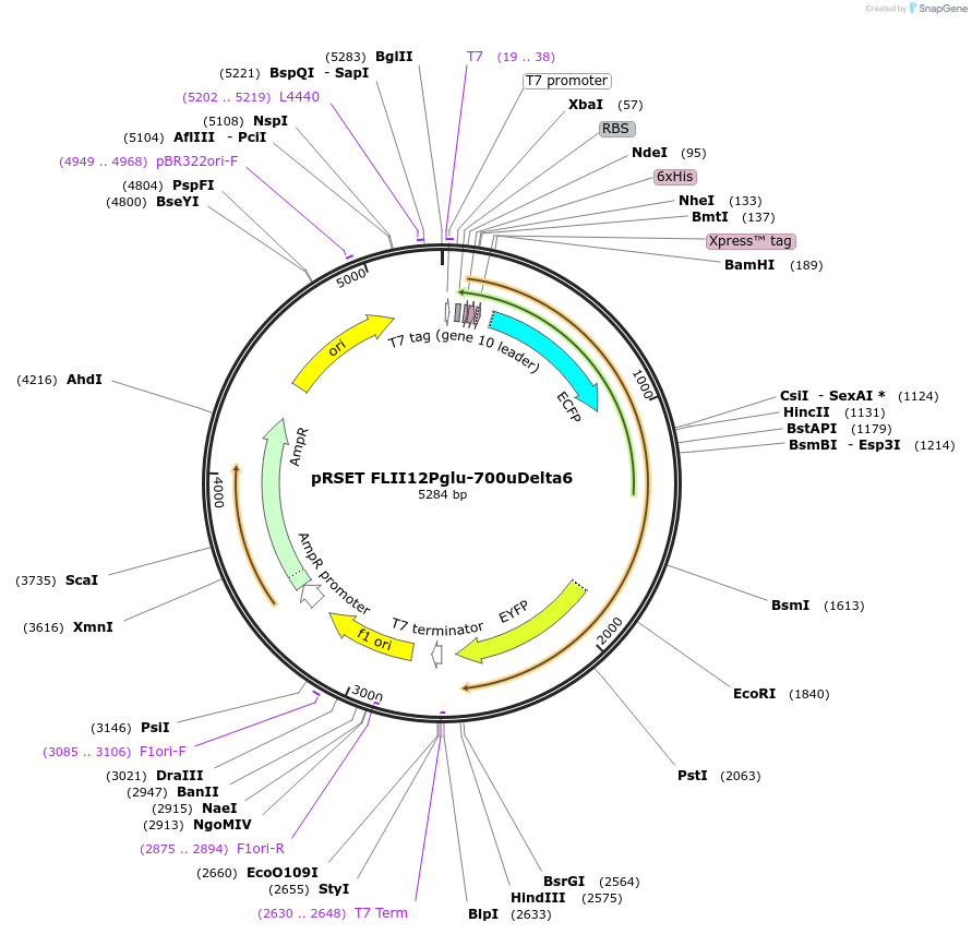 13568-plasmid-map-sequence-id-7693