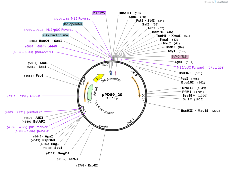1466-plasmid-map-sequence-id-77