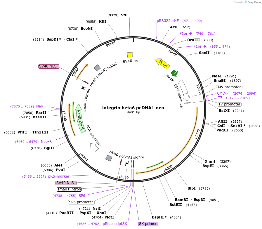 13580-plasmid-map-sequence-id-7700