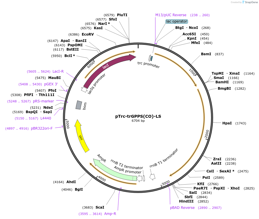 50603-plasmid-map-sequence-id-77114