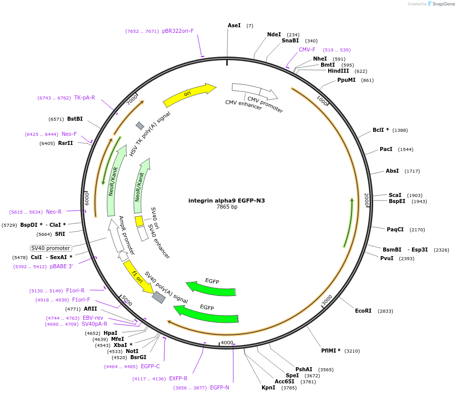 13600-plasmid-map-sequence-id-7712