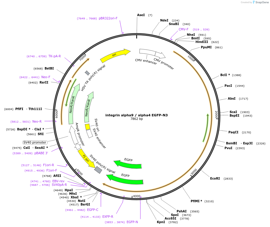 13602-plasmid-map-sequence-id-7714