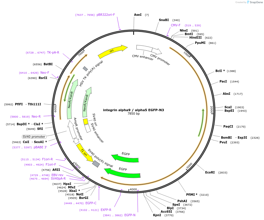 13603-plasmid-map-sequence-id-7715