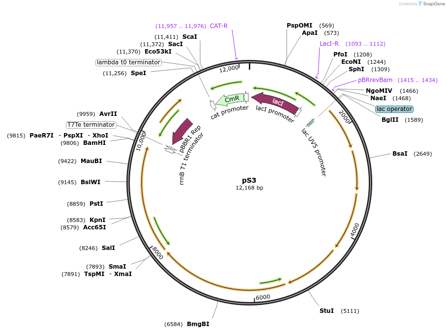50596-plasmid-map-sequence-id-77162