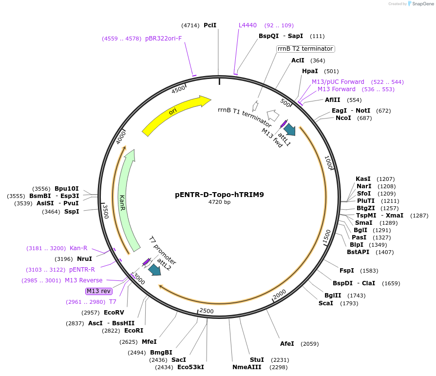 51032-plasmid-map-sequence-id-77197
