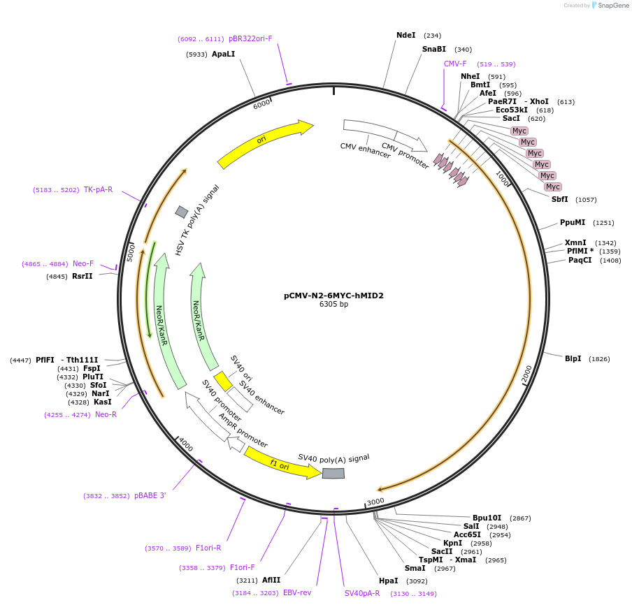 51035-plasmid-map-sequence-id-77205