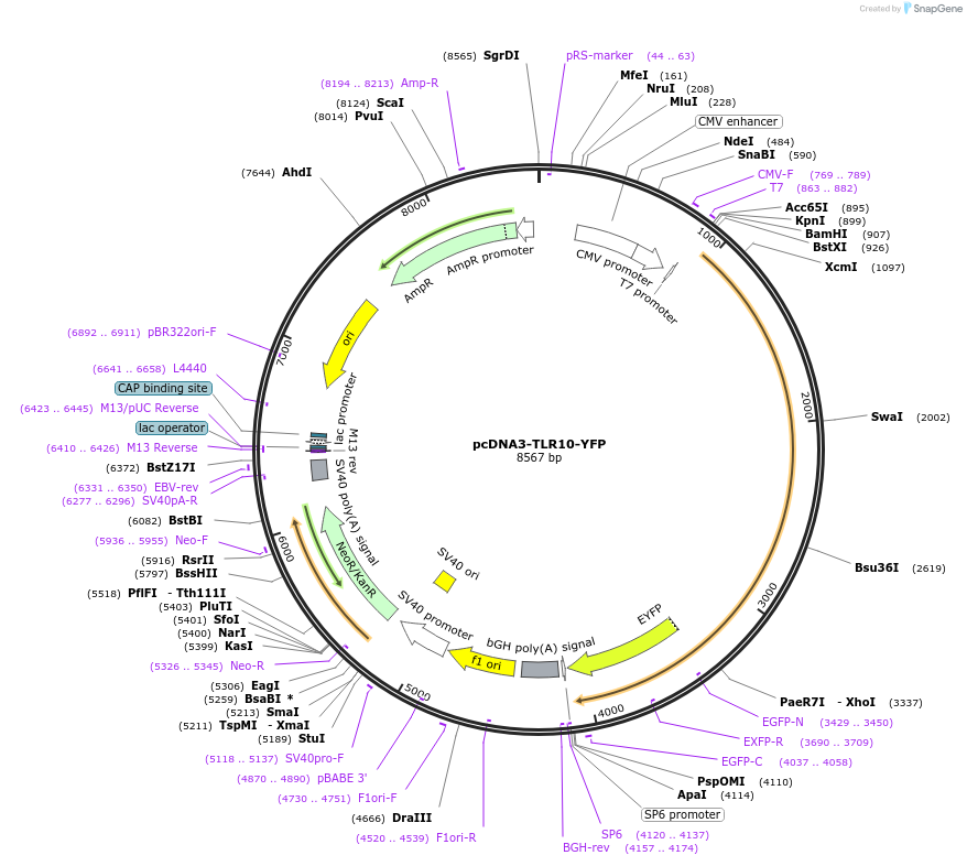 13643-plasmid-map-sequence-id-7721