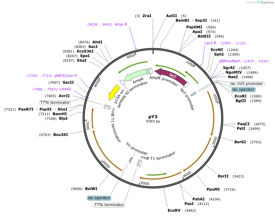 50606-plasmid-map-sequence-id-77277