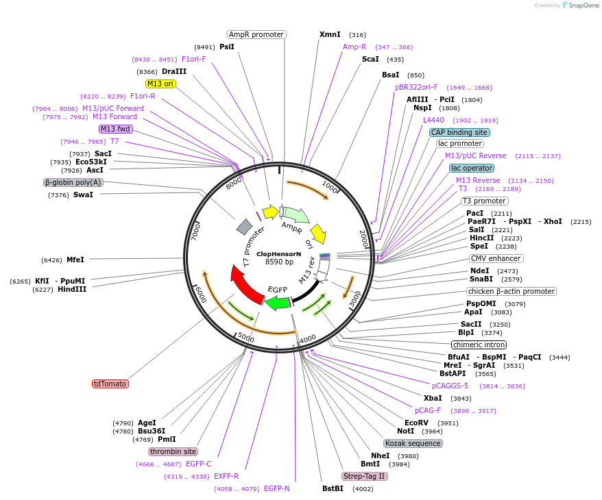 50758-plasmid-map-sequence-id-77280