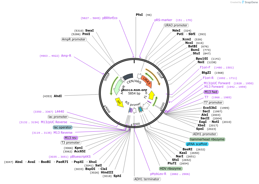51056-plasmid-map-sequence-id-77326