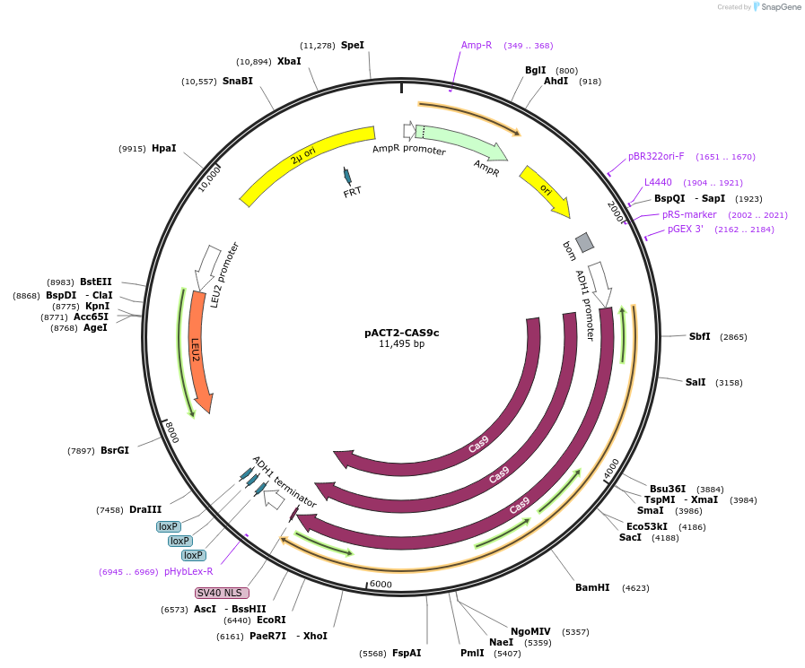51055-plasmid-map-sequence-id-77327