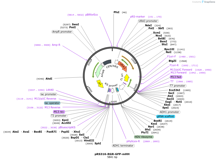 51057-plasmid-map-sequence-id-77328