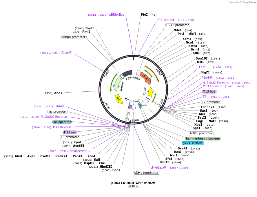 51058-plasmid-map-sequence-id-77329