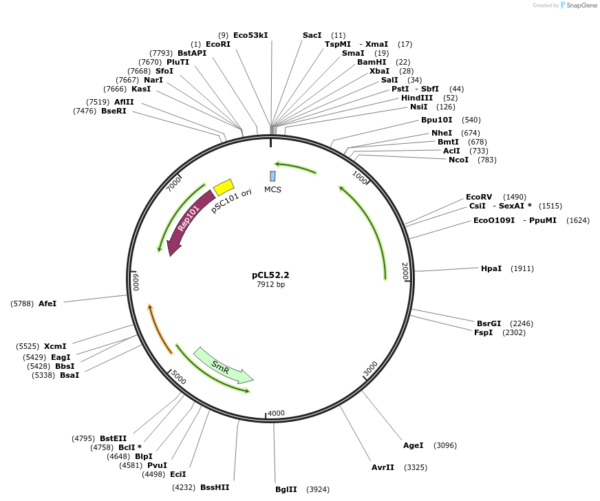 13656-plasmid-map-sequence-id-7733