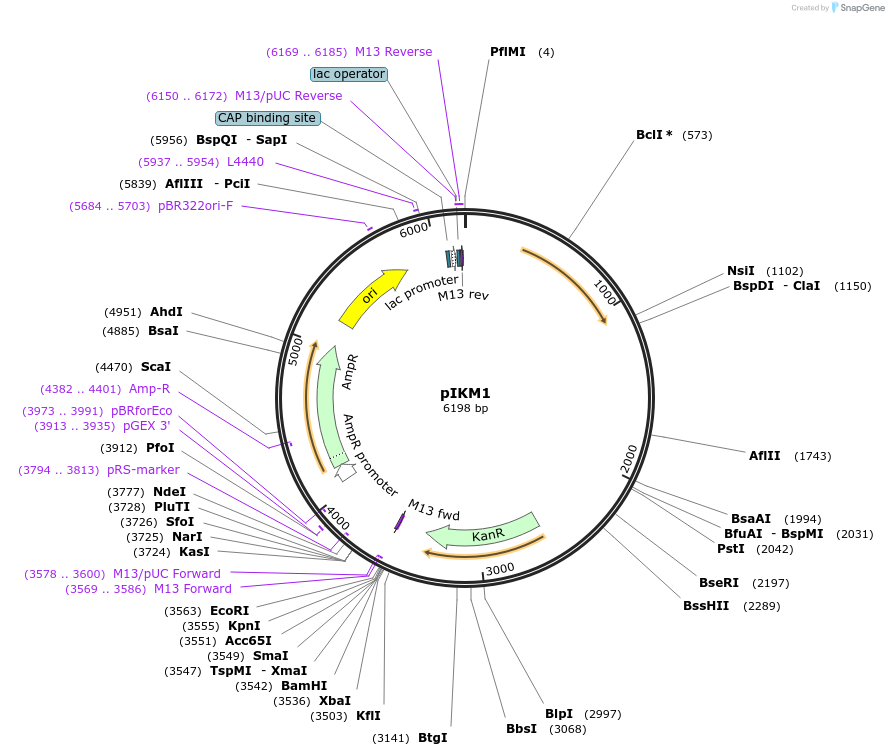 51054-plasmid-map-sequence-id-77333