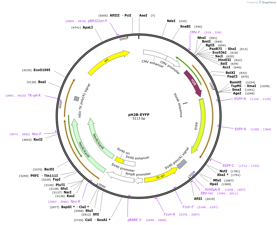 51002-plasmid-map-sequence-id-77335