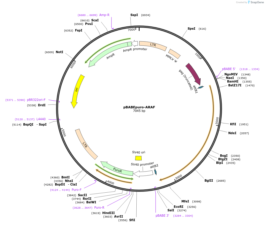 51076-plasmid-map-sequence-id-77340