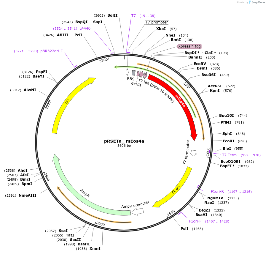 51072-plasmid-map-sequence-id-77347