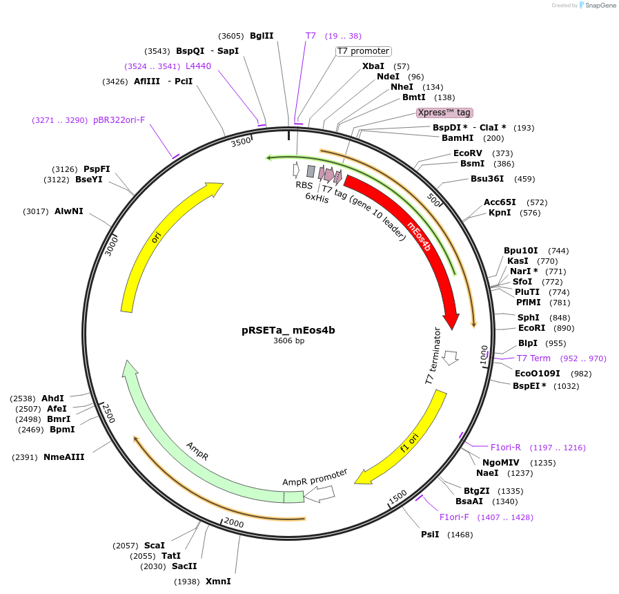 51073-plasmid-map-sequence-id-77348