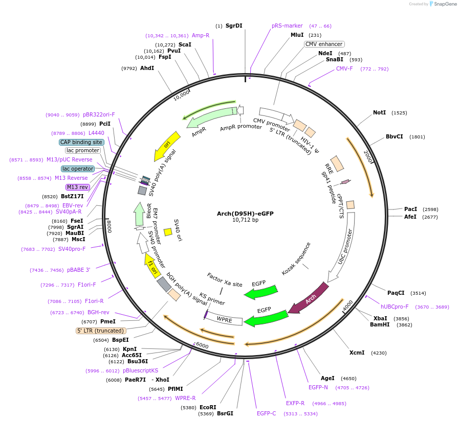 51081-plasmid-map-sequence-id-77349