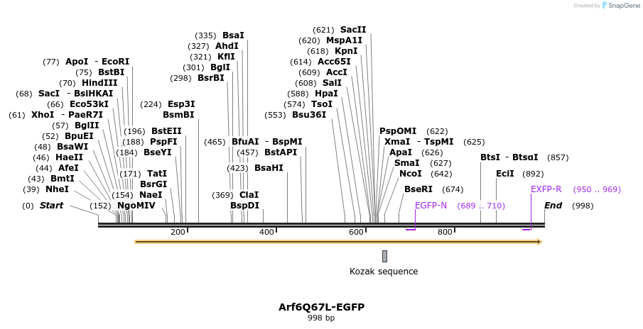 77355_map