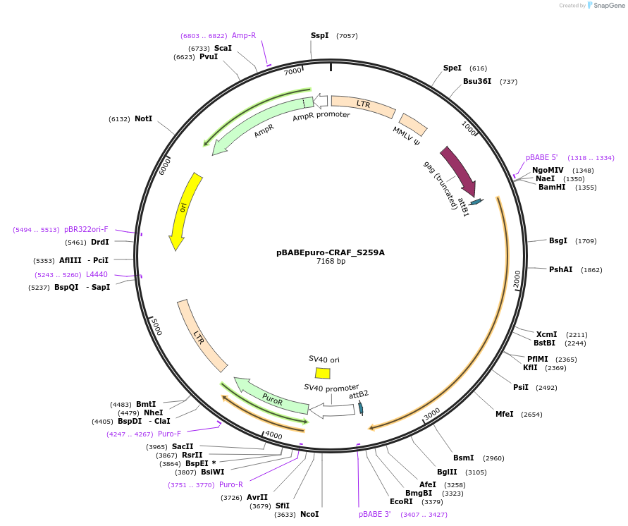 51127-plasmid-map-sequence-id-77385