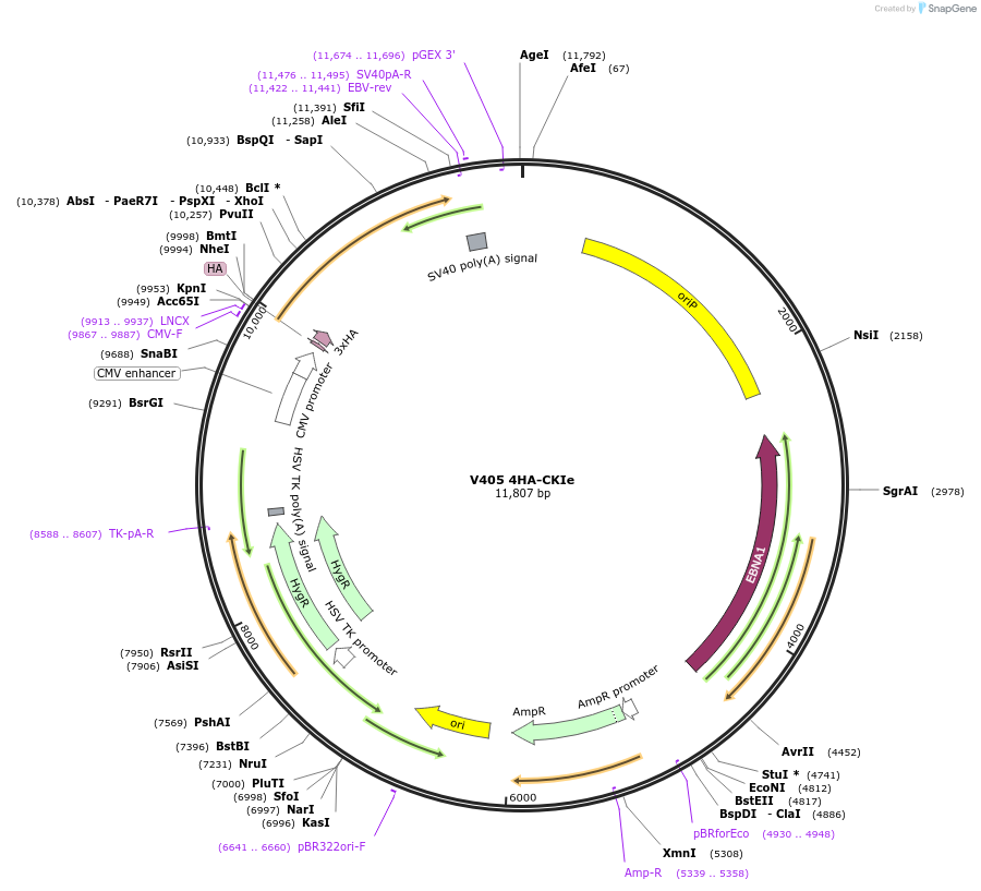 13724-plasmid-map-sequence-id-7740