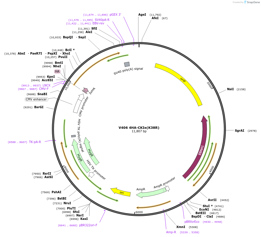 13725-plasmid-map-sequence-id-7741