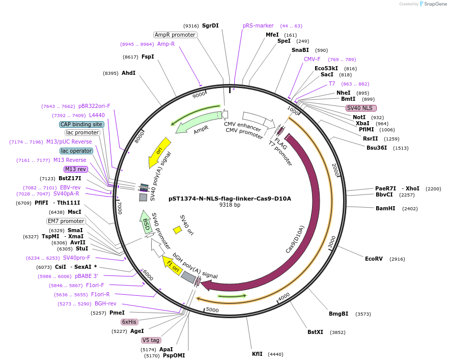 51130-plasmid-map-sequence-id-77410