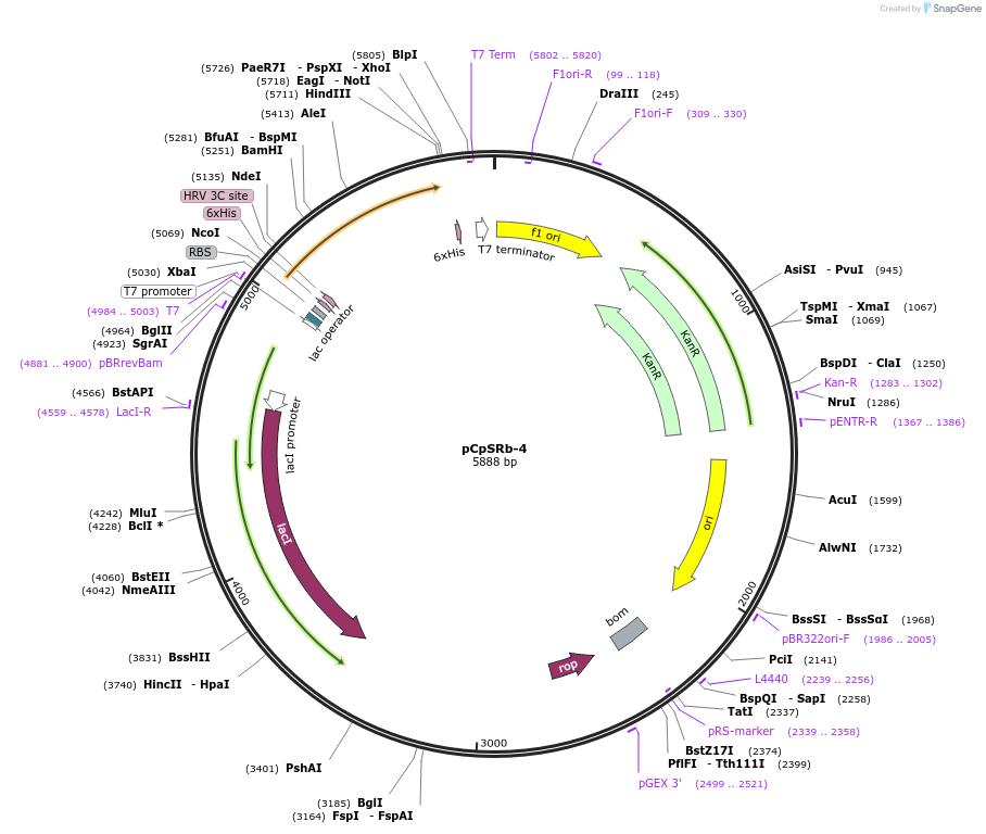 13726-plasmid-map-sequence-id-7742