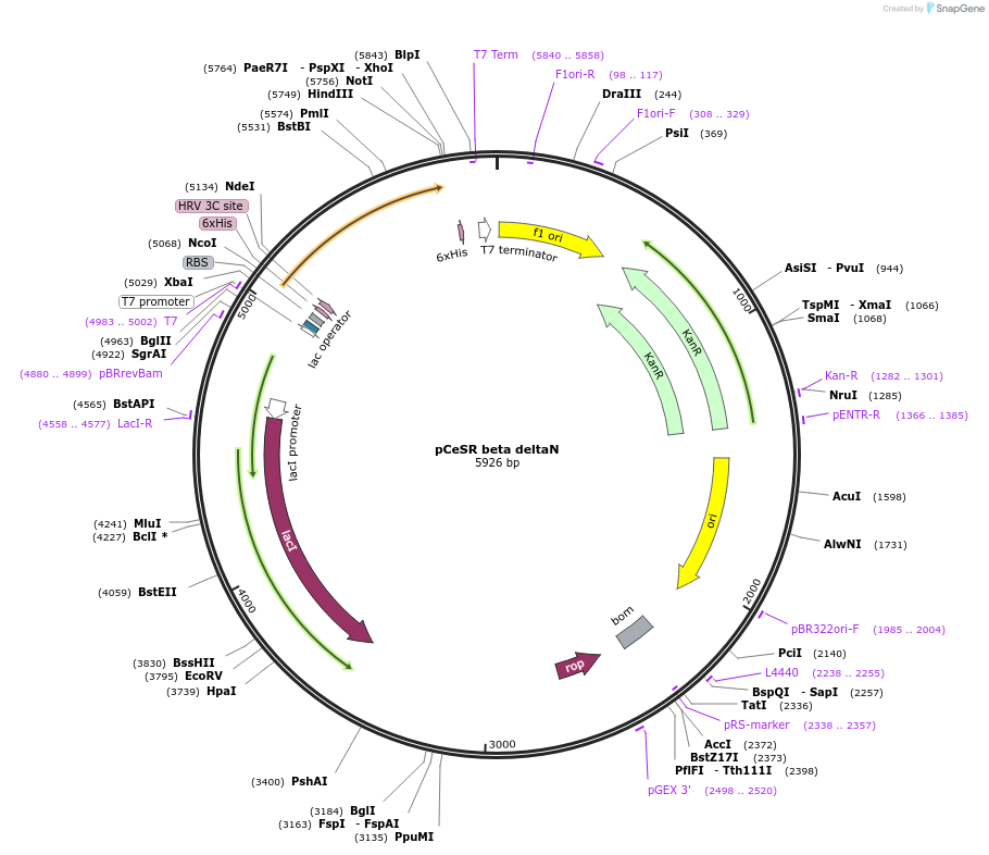 13728-plasmid-map-sequence-id-7744