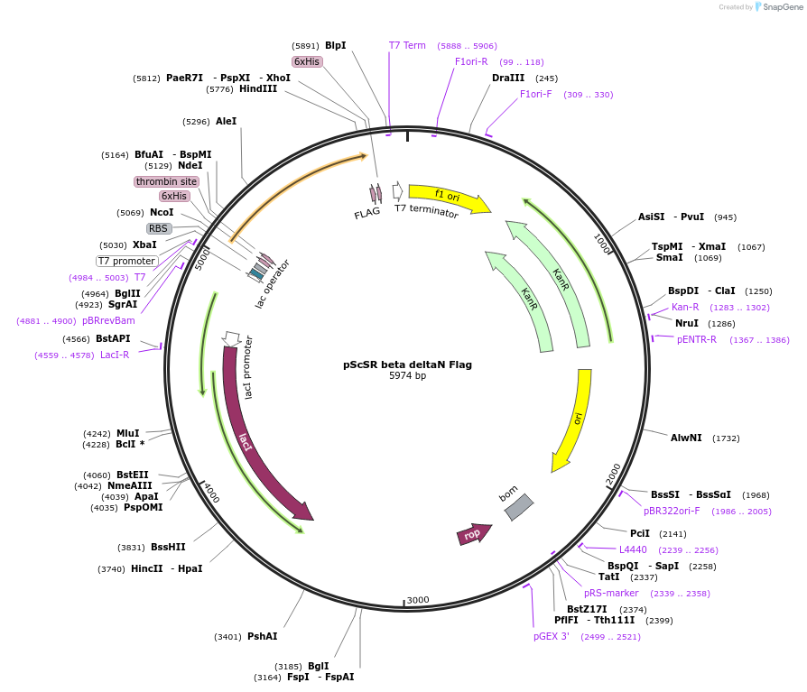13729-plasmid-map-sequence-id-7745