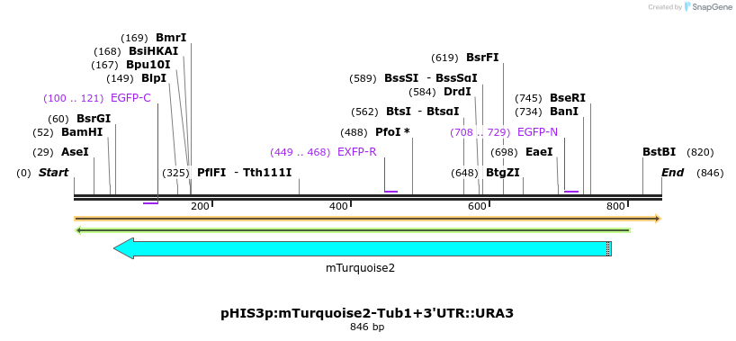 77462_map