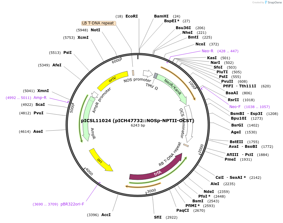 51144-plasmid-map-sequence-id-77473
