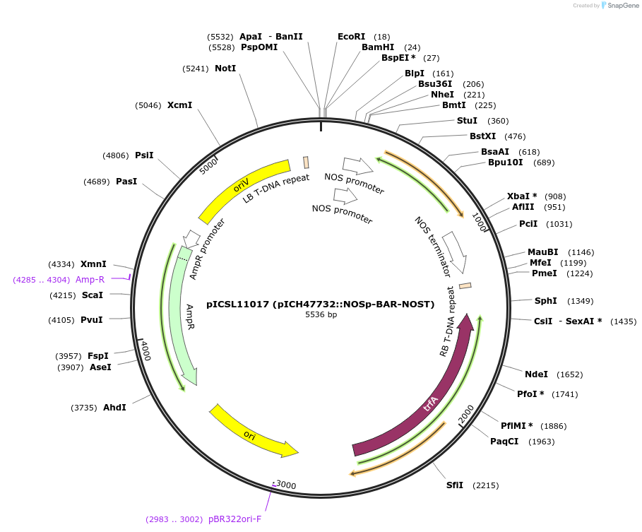 51145-plasmid-map-sequence-id-77475