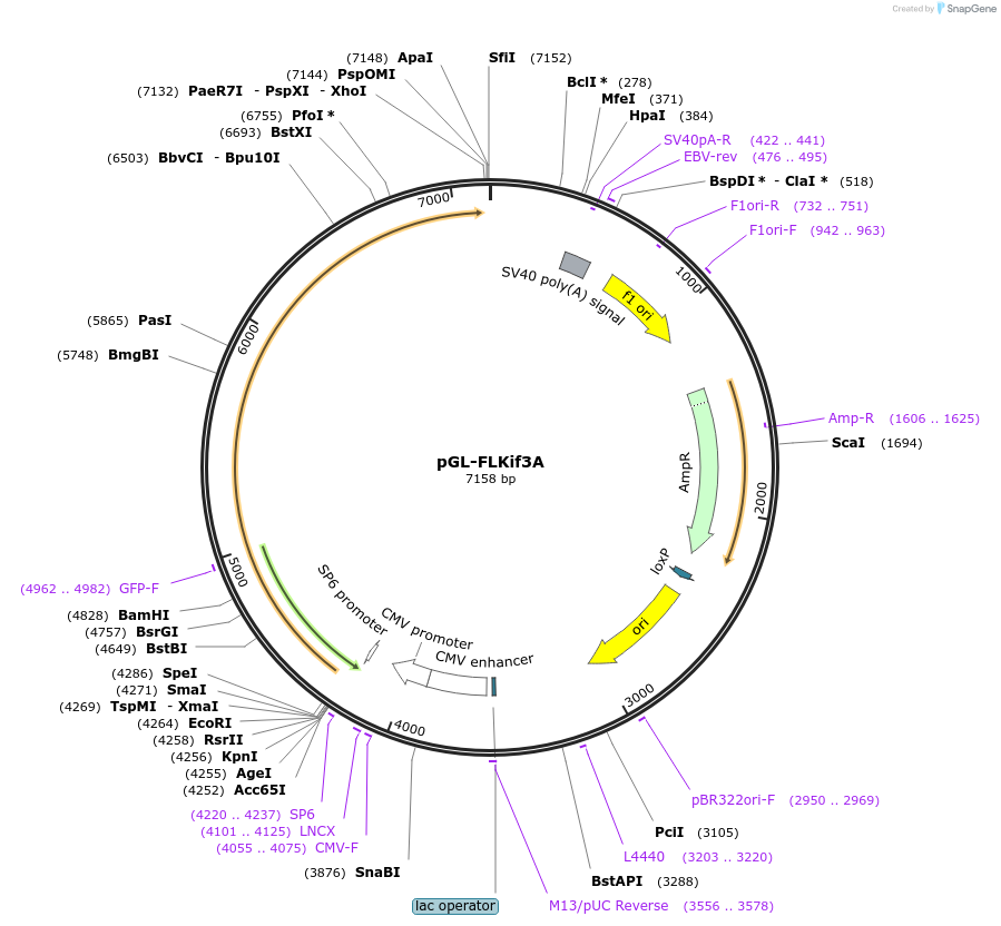 13742-plasmid-map-sequence-id-7748