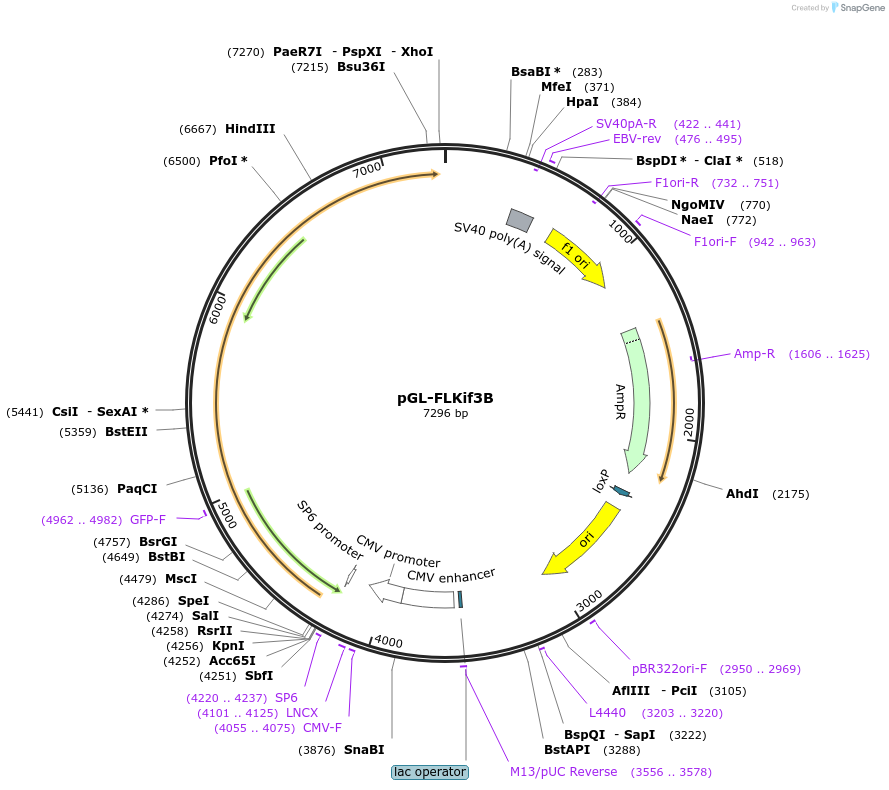 13743-plasmid-map-sequence-id-7749
