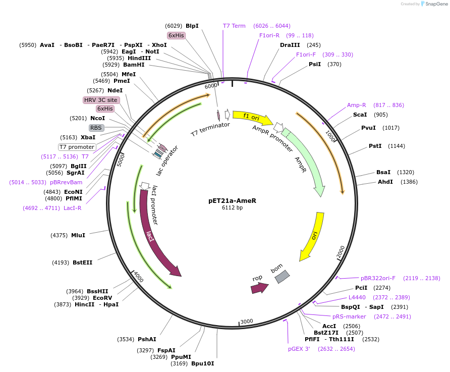 51149-plasmid-map-sequence-id-77491